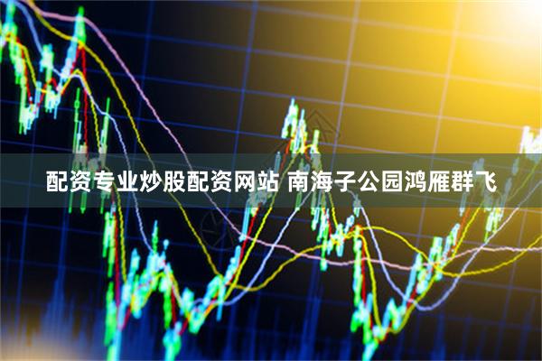 配资专业炒股配资网站 南海子公园鸿雁群飞