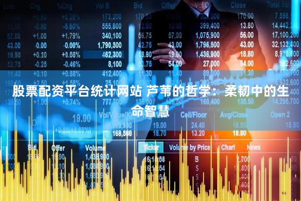 股票配资平台统计网站 芦苇的哲学：柔韧中的生命智慧
